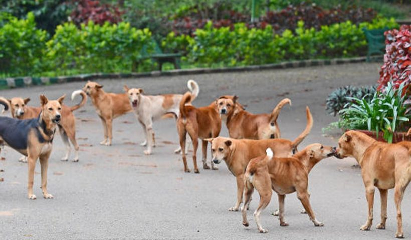 SC reserved verdict on stray dog