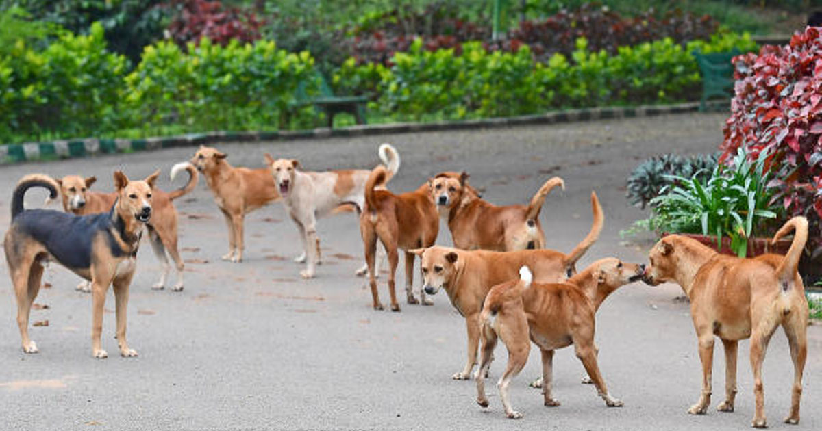 SC reserved verdict on stray dog