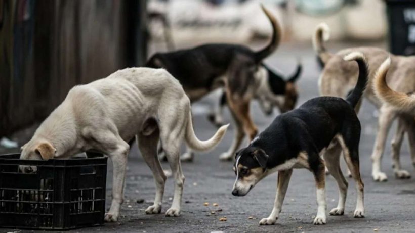 Stray Dog
