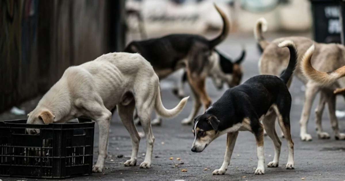 Stray Dog