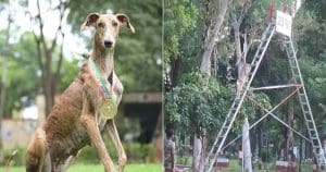 BSF trains 150 Indian breed dogs
