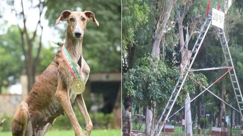 BSF trains 150 Indian breed dogs