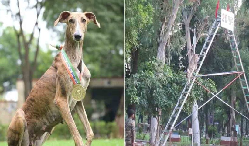 BSF trains 150 Indian breed dogs