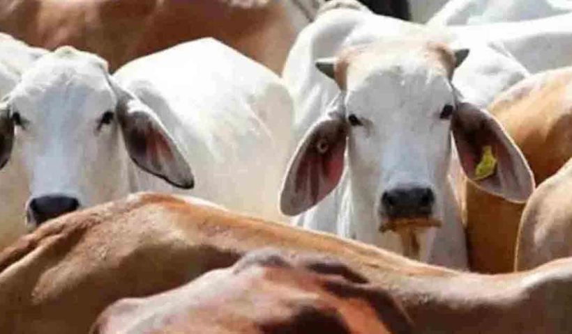 cow