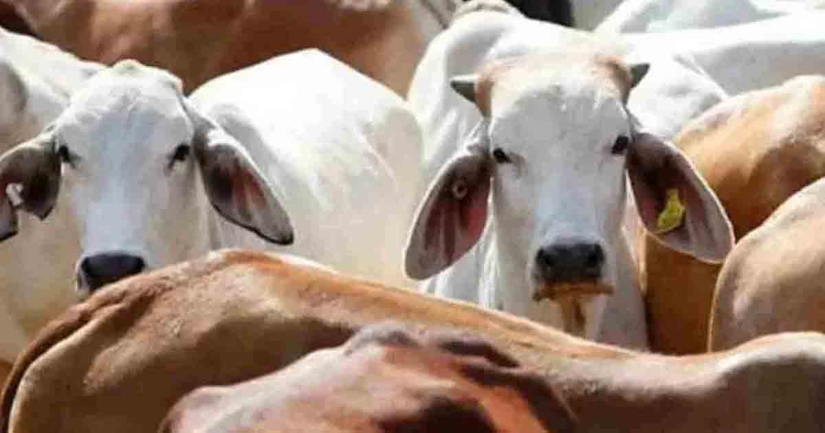 cow