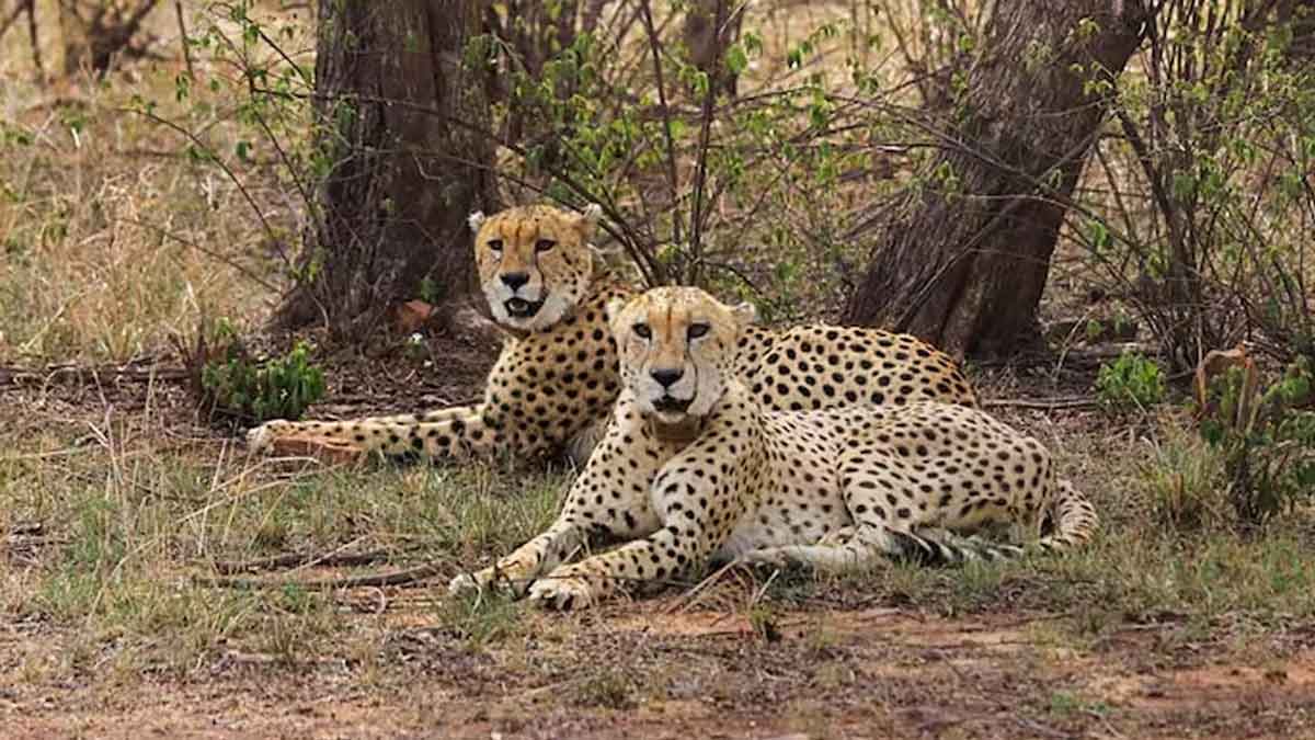 ডিসেম্বরে ভারতে আসছে নতুন চিতারা, আলোচনা চলছে আফ্রিকার সঙ্গে 1 ডিসেম্বরে ভারতে আসছে নতুন চিতারা, আলোচনা চলছে আফ্রিকার সঙ্গে