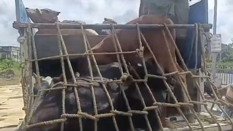 Cow Smuggling