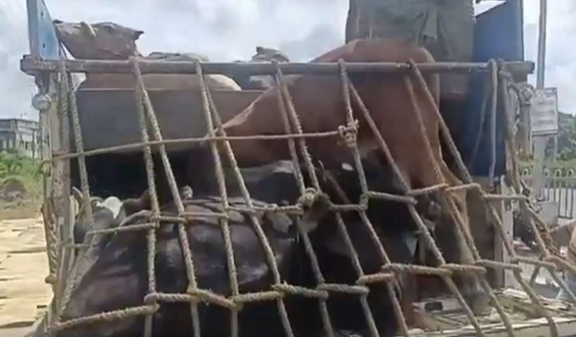 Cow Smuggling