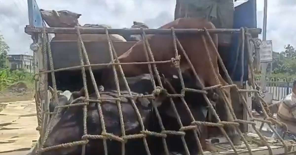 Cow Smuggling