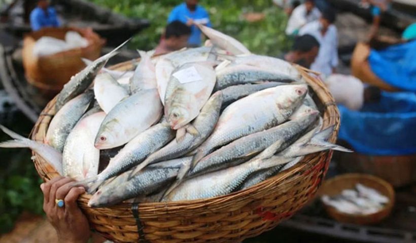 Hilsa Lovers Rejoice! Over 100 Tonnes of the Silver Delight Sent from Bangladesh to India