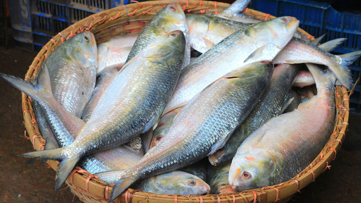 Hilsa export status
