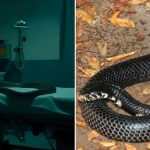 অপারেশন থিয়েটারে সাপ! মেডিক্যাল কলেজ হাসপাতালে হুলস্থুল!