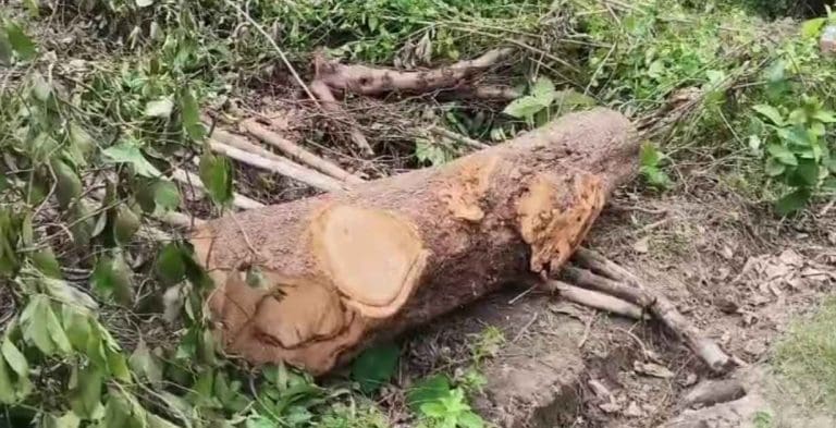 বৈধ কাগজপত্র ছাড়াই দেদারে চলছে গাছ কাটার কাজ