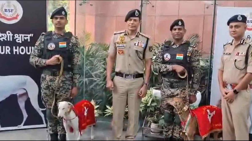 Nearly 40 India-bred Rampur and Mudhol Hounds of BSF will join the National Unity Day Parade on Oct 31. Highlight: Riya, a Mudhol Hound who won gold in tracking at the 2024 All India Police Duty Meet, outperforming foreign breeds.