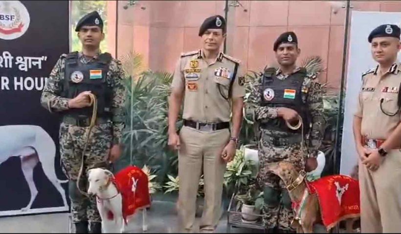 Nearly 40 India-bred Rampur and Mudhol Hounds of BSF will join the National Unity Day Parade on Oct 31. Highlight: Riya, a Mudhol Hound who won gold in tracking at the 2024 All India Police Duty Meet, outperforming foreign breeds.