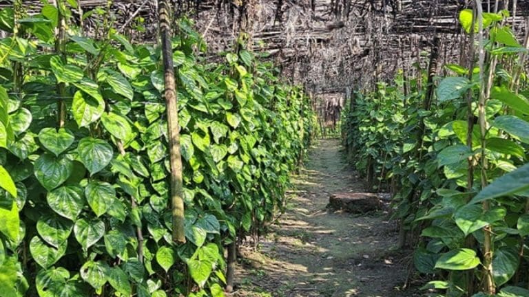 পানচাষে বিপর্যয়! টানা বৃষ্টিতে দাগ পড়ছে পাতায়, মাথায় হাত চাষিদের purba-medinipur-betel-leaf-farmers-worried-as-unseasonal-showers-hit-crops