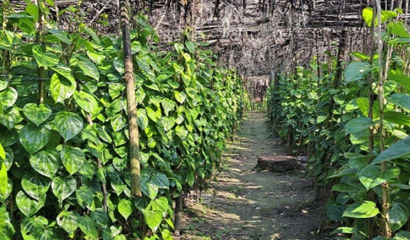 purba-medinipur-betel-leaf-farmers-worried-as-unseasonal-showers-hit-crops