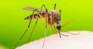Dengue