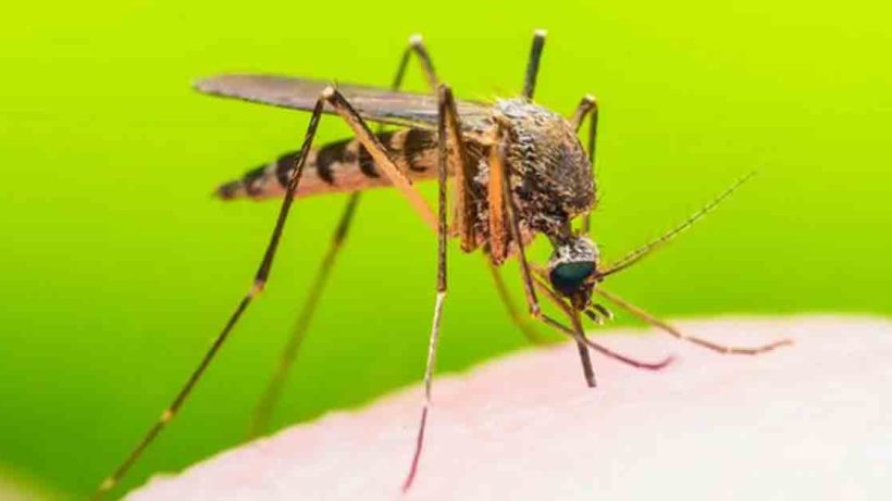 Dengue