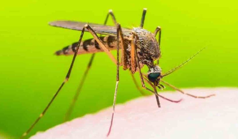 Dengue