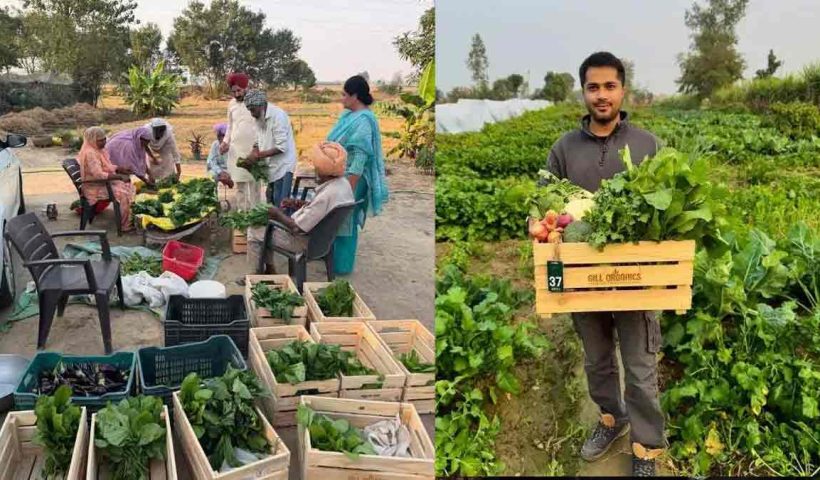 Google engineer quit job Punjab Gill Organics chemical free vegetables