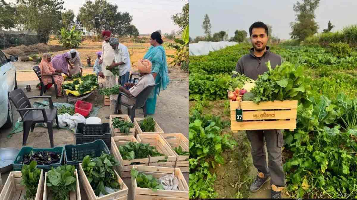 Google engineer quit job Punjab Gill Organics chemical free vegetables