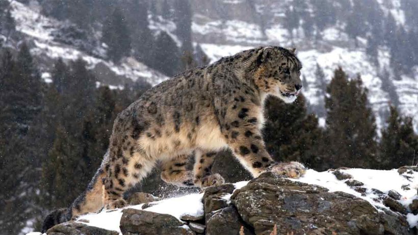 India is home to 718 snow leopards, with 477 in Ladakh alone, making up 10–15% of the global population. A conservation success, but challenges remain due to climate change and habitat loss.