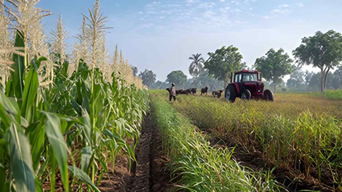 Expert farming tips for kharif crop harvesting