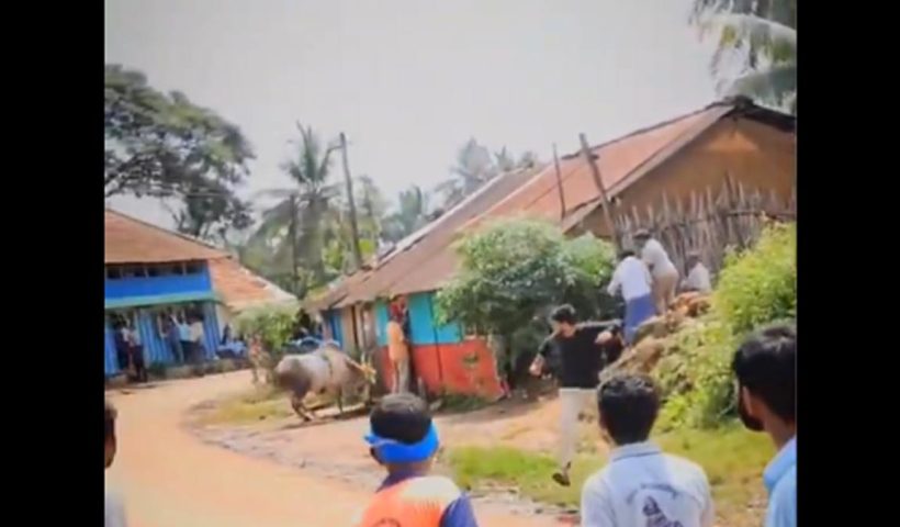 mahalingappa-injured-bull-attack-hori-habba-karnataka