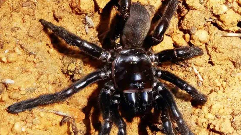 World's Oldest Spider