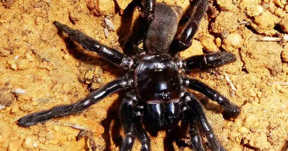 World's Oldest Spider