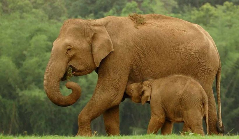 india-wild-elephant-population-decline-2025-survey