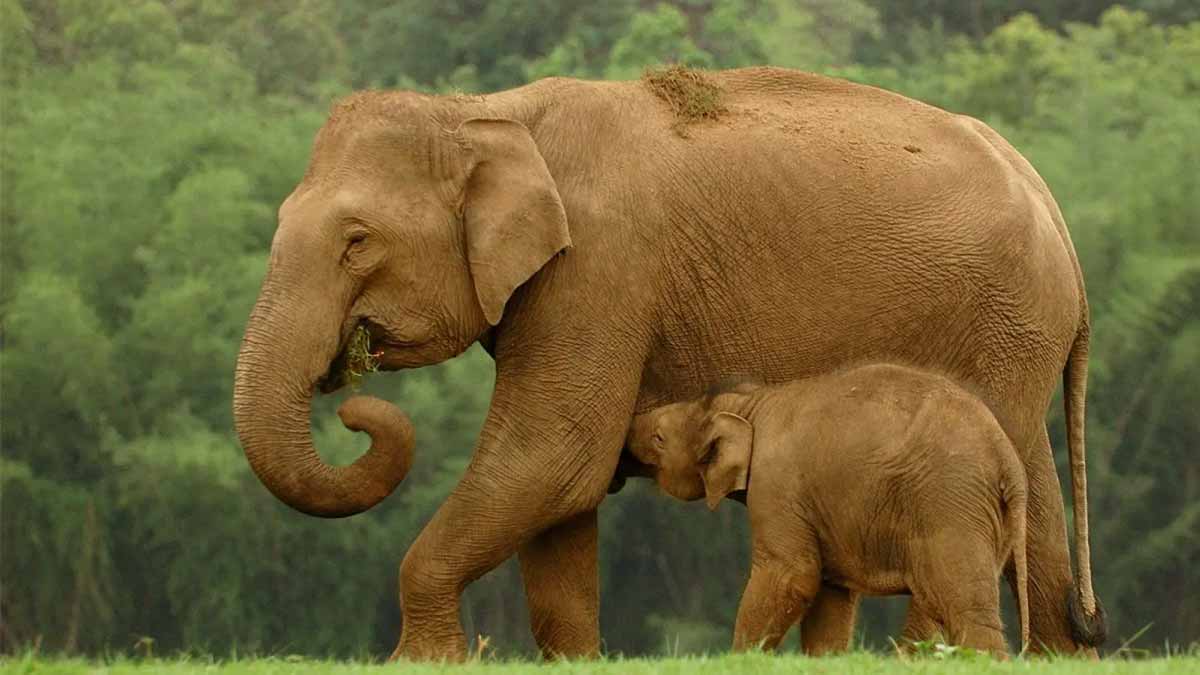 india-wild-elephant-population-decline-2025-survey
