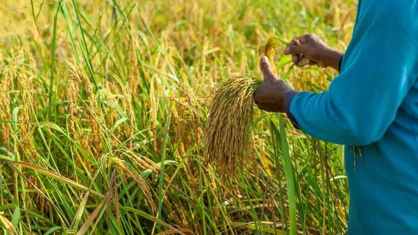 climate-change-impact-on-crops-india-2025