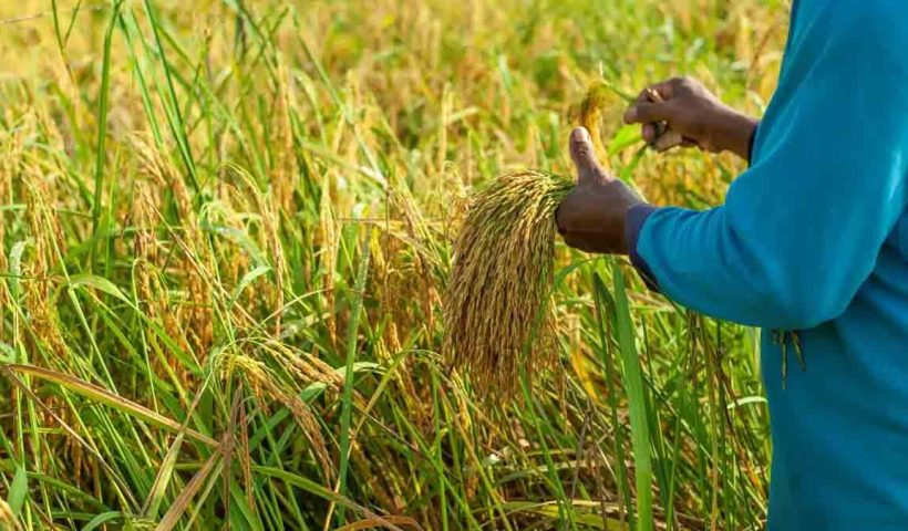 climate-change-impact-on-crops-india-2025