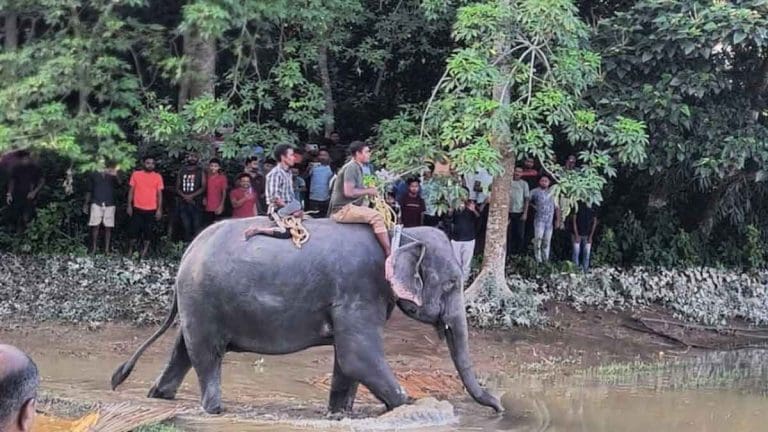 ১৩ দিনের অভিযানে বন্যার জলে ভেসে যাওয়া উদ্ধার ১০ গণ্ডার