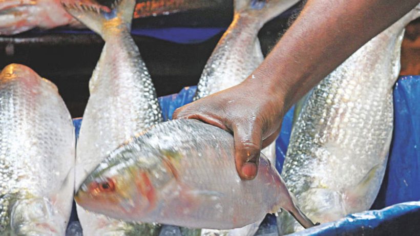 Hilsa Hype or Hollow Promise? Just 145 Tons Delivered from 1,200 Cleared
