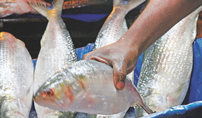 Hilsa Hype or Hollow Promise? Just 145 Tons Delivered from 1,200 Cleared