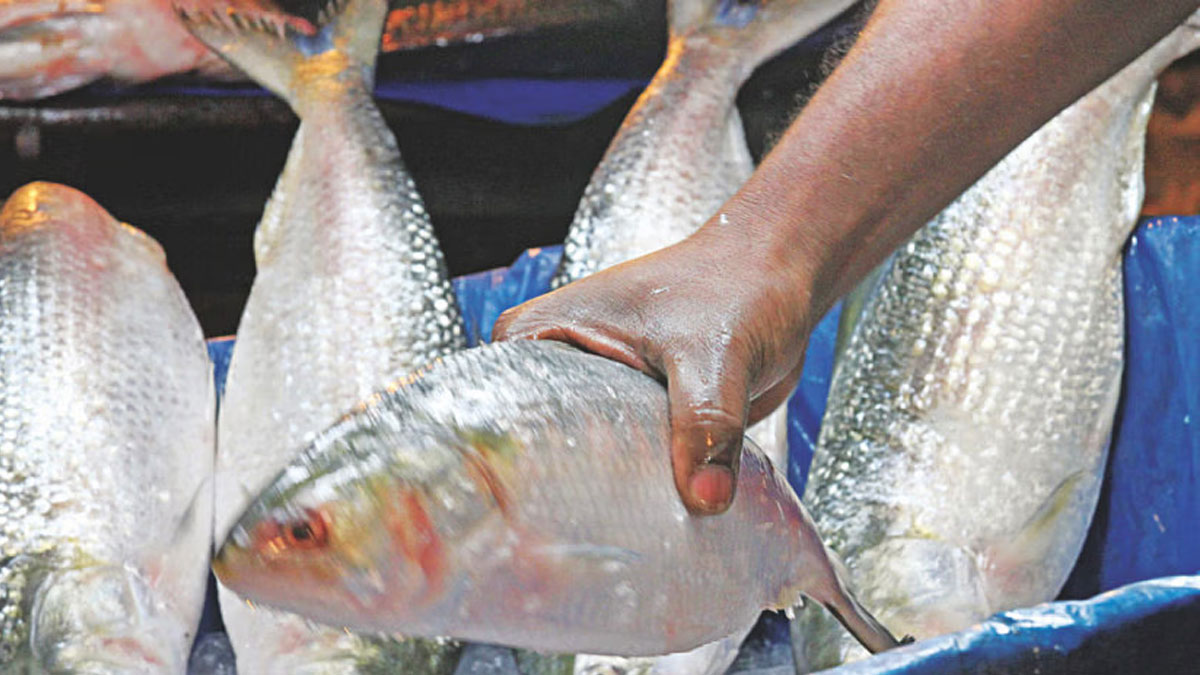 Hilsa Hype or Hollow Promise? Just 145 Tons Delivered from 1,200 Cleared