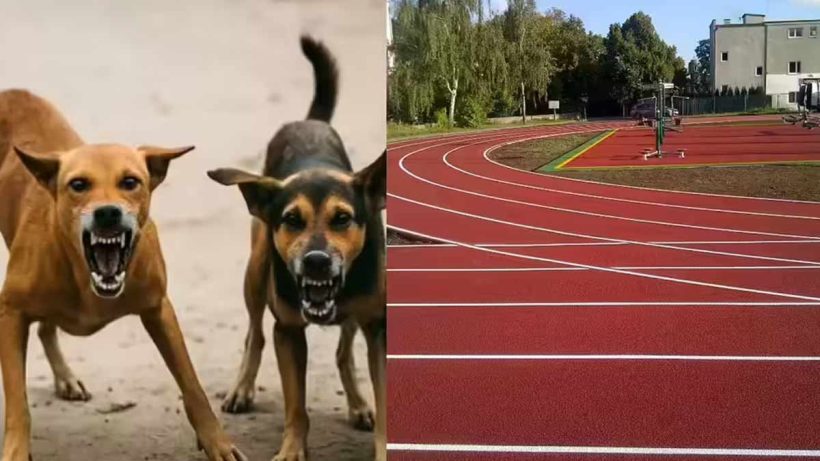 প্যারা অলিম্পিক্সে বিপত্তি! রাস্তার কুকুরের কামড়ে হাসপাতালে বিদেশী কোচ 2 Para olympics