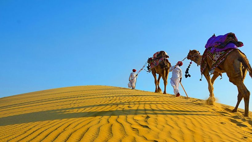 rajasthan-ends-camel-transportation-ban-wildlife-farmers-rejoice