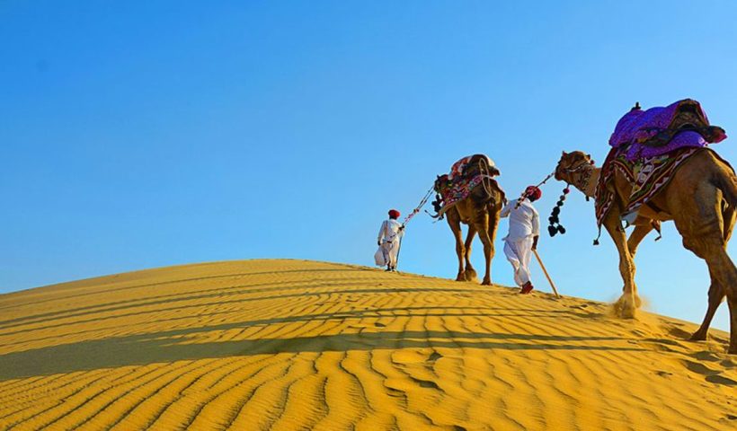 rajasthan-ends-camel-transportation-ban-wildlife-farmers-rejoice