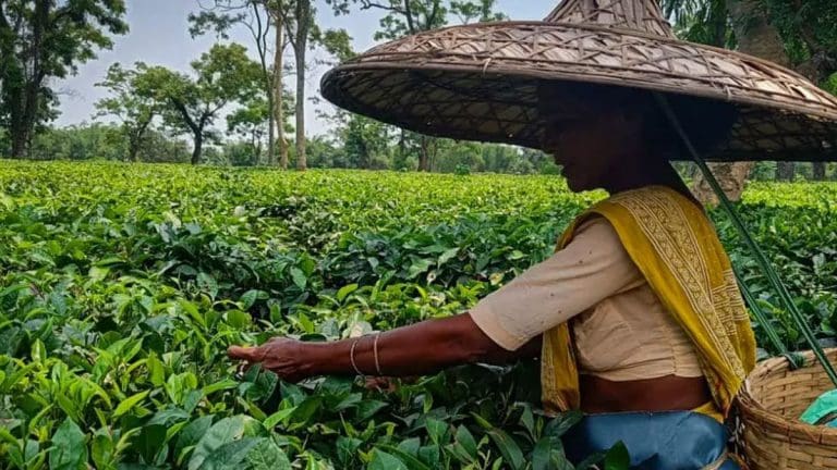 প্রাকৃতিক দুর্যোগে ক্ষতিগ্রস্ত চা বাগান, মাথায় হাত চাষিদের