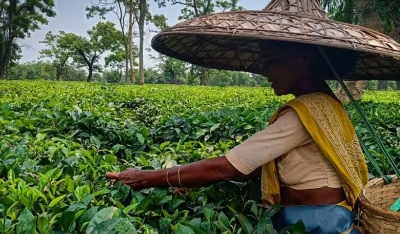 Uncertainty Over Three Tea Gardens Leaves 3,000 Workers Struggling