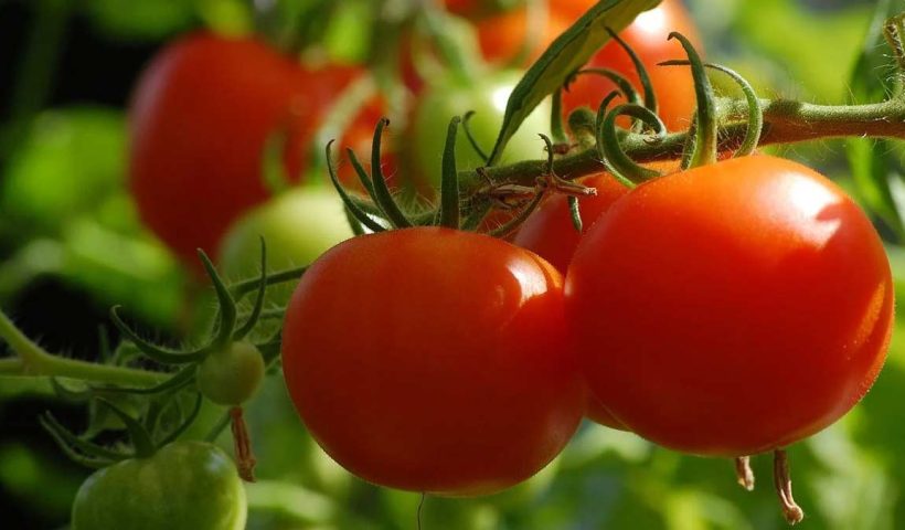 icar-new-tomato-variety-2025-double-yield