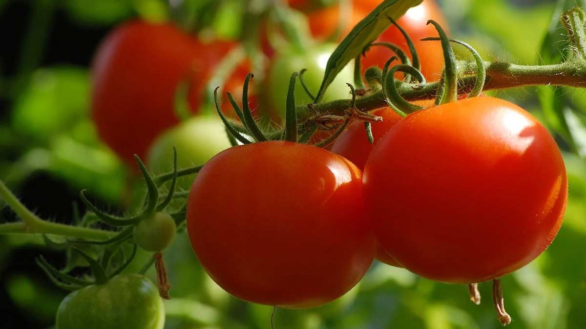 icar-new-tomato-variety-2025-double-yield
