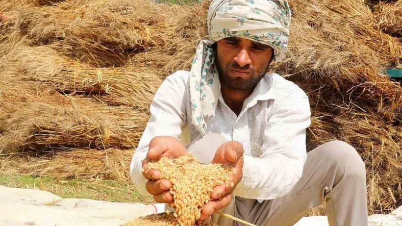 pakistan-wheat-crisis-kp-punjab-sindh-dispute