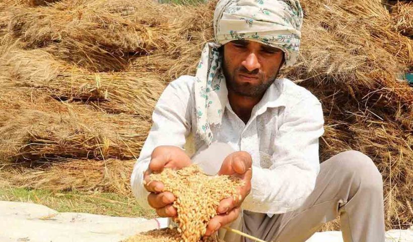 pakistan-wheat-crisis-kp-punjab-sindh-dispute