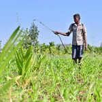 কীটনাশক নিষিদ্ধের সিদ্ধান্তে কৃষিক্ষেত্রে আলোচনার ঝড় — ফসল উৎপাদনে কতটা প্রভাব পড়বে?