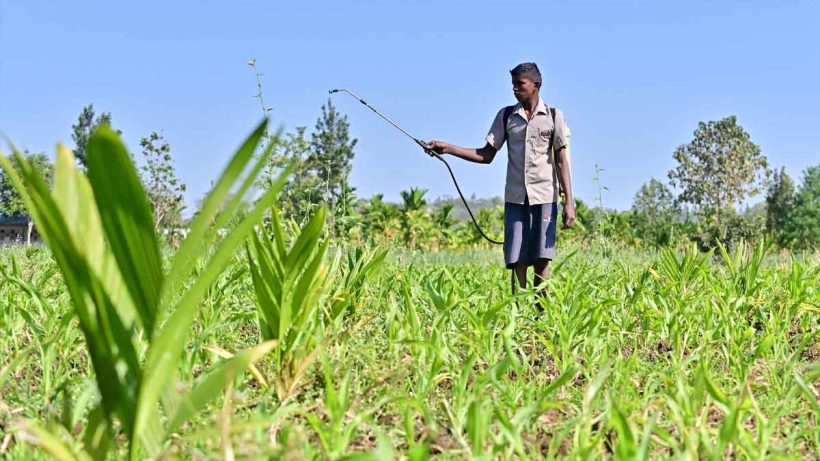 The Indian government’s 2025 pesticide ban on 25 chemicals aims to promote eco-friendly farming but raises concerns about reduced crop yields. Farmers demand viable organic alternatives.